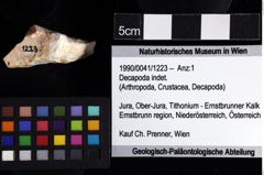 Foto (Objket + Etiketten) von Decapoda indet. 